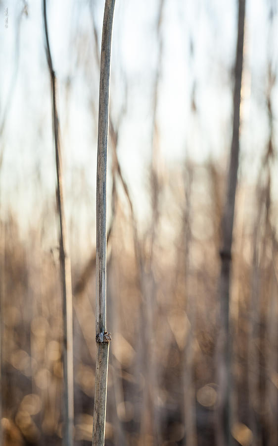 Sticks and Straws Photograph by Alexander Fedin