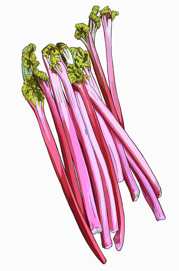Sticks Of Rhubarb Photograph by Ikon Ikon Images