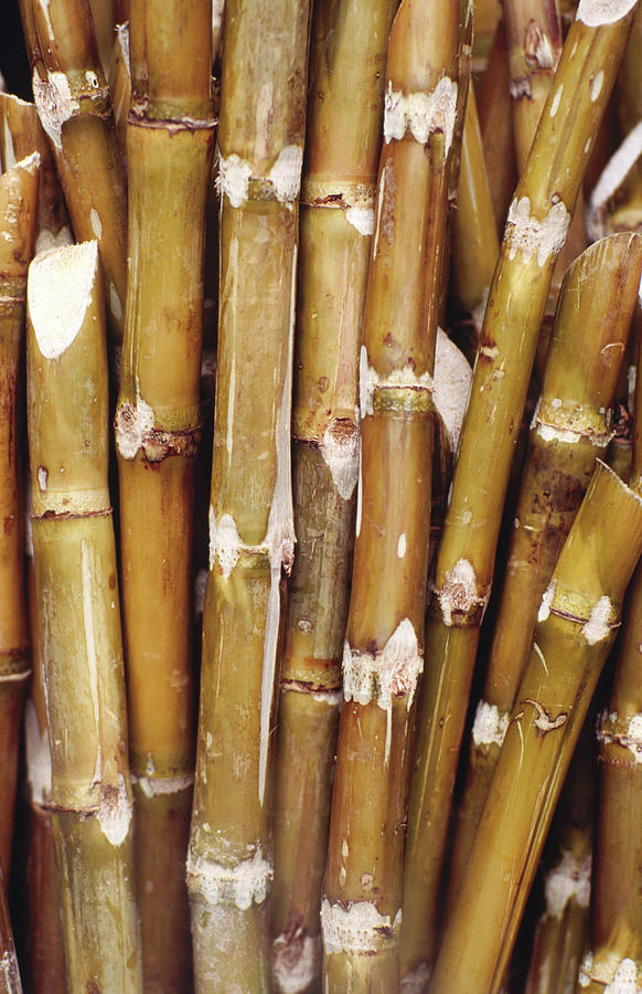 Sticks Of Sugar Cane, In Mongkok Photograph by Richard Ianson