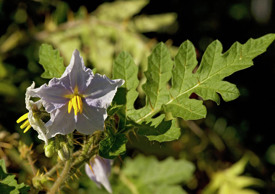 Nature Photograph - Sticky Nightshade by Bob Gibbons/science Photo Library