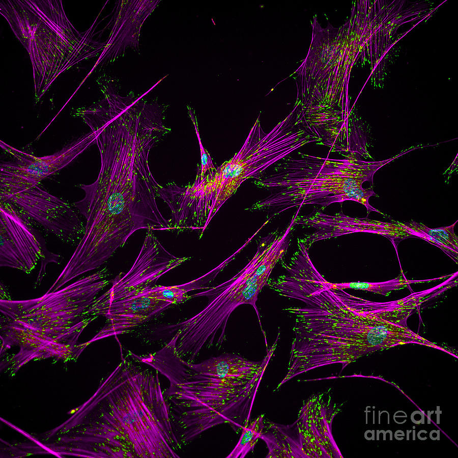 Sticky Stem Cells Fm Photograph by Science Source