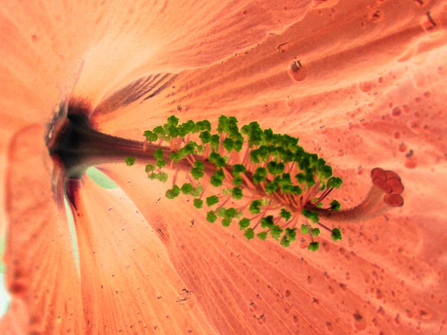 Flower Photograph - Stigma - PhotoPower 1053 by Pamela Critchlow