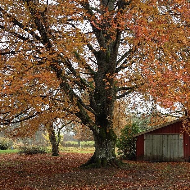 Still A Little Bit Of Autumn Colors Photograph by Elisabeth Samuelsson