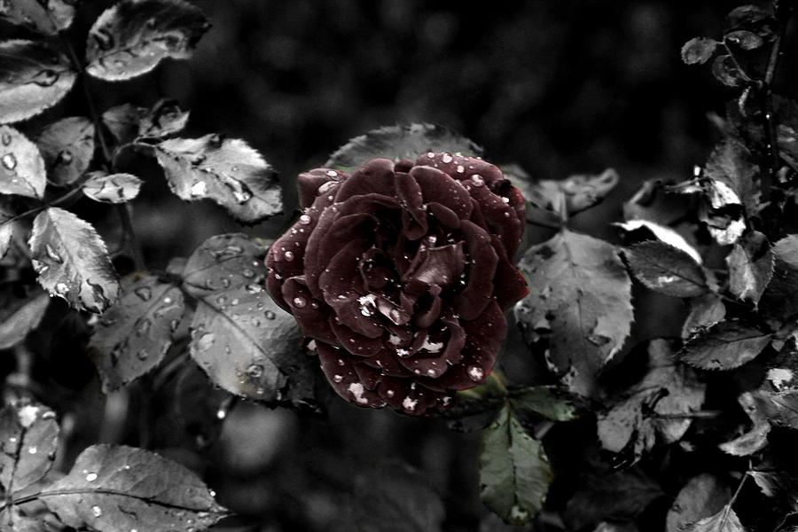 ...Still A Rose Photograph by David Yocum