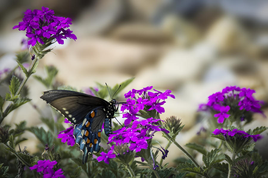 Still Beautiful Swallowtail Photograph by Penny Lisowski