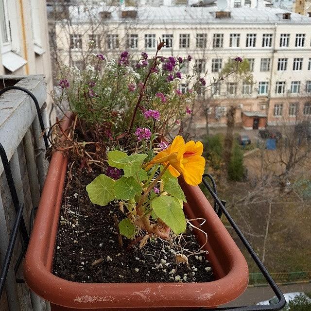Flower Photograph - Still Blooming. :) #onmybalcony by Maria Trofimova