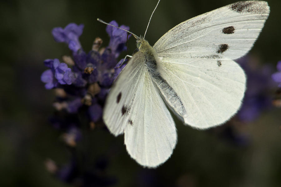 Still Butterfly Photograph by Fred Hunt - Fine Art America