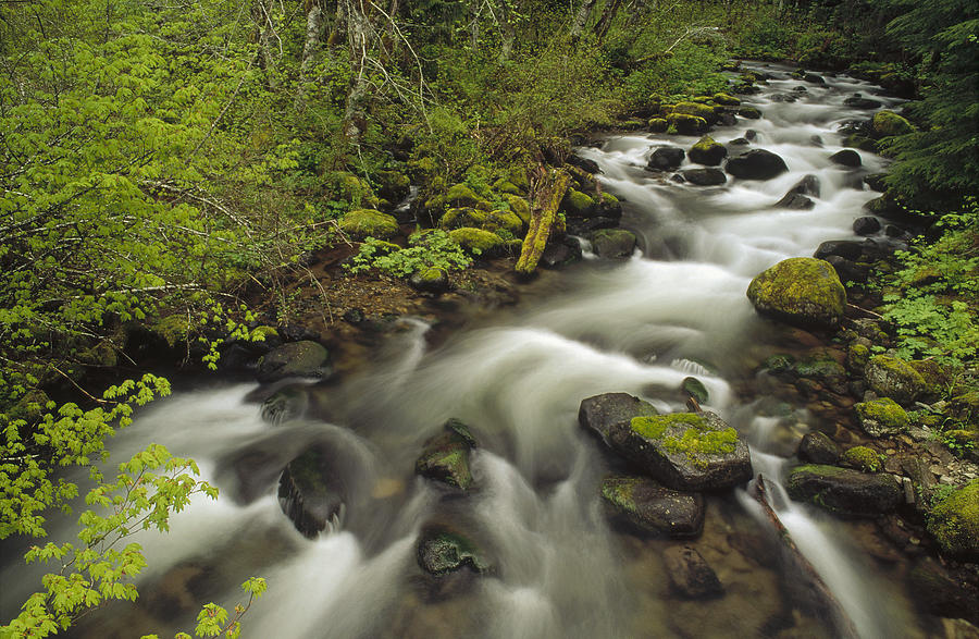 Still Creek Mt Hoodoregon Photograph by Gerry Ellis