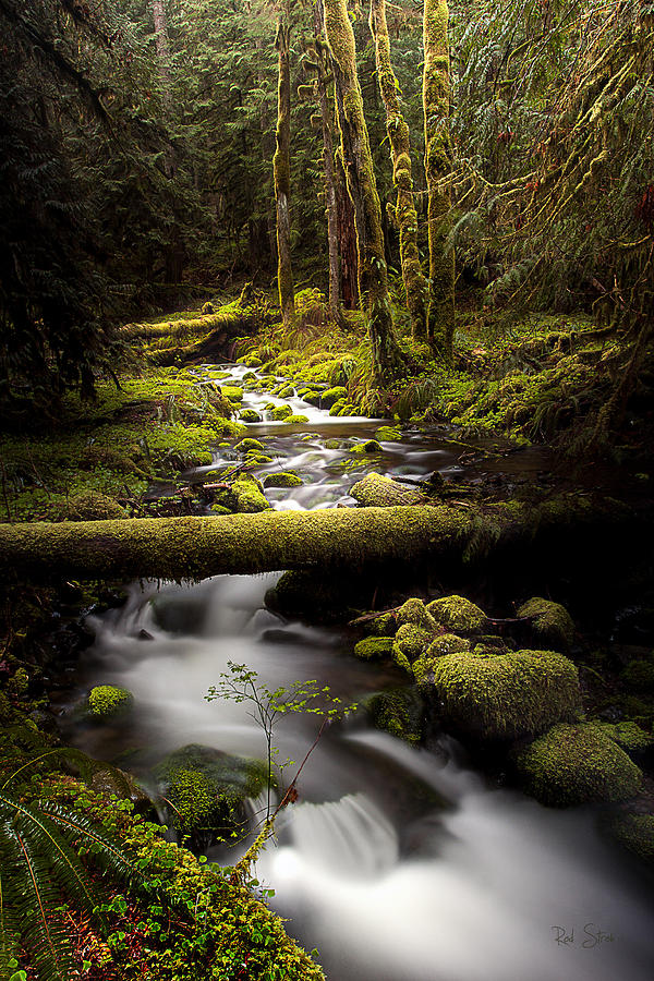 Creek Photograph - Still Creek by Rod Stroh