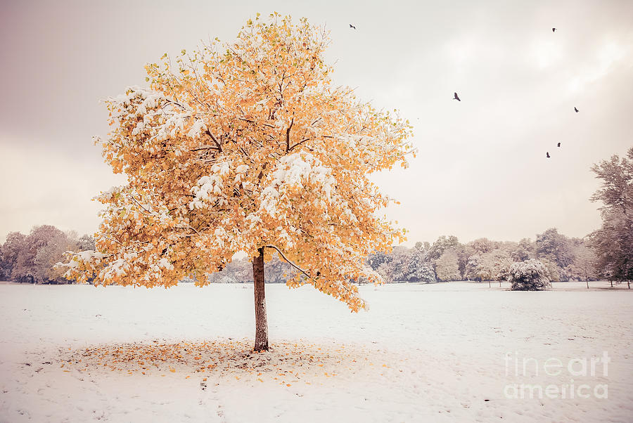 Still Dressed In Fall Photograph by Hannes Cmarits