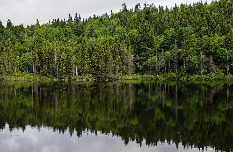 Still Forest Lake Reflections - Charlevoix Quebec Canada Photograph by Georgia Mizuleva