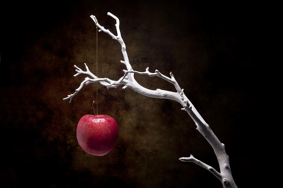 Still Life Photograph - Still Life Apple Tree by Tom Mc Nemar
