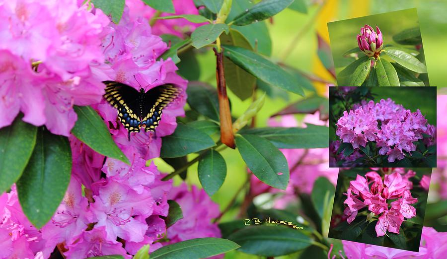 Still Life at North Puffin - Rhododendron with Butterfly Photograph by R B Harper