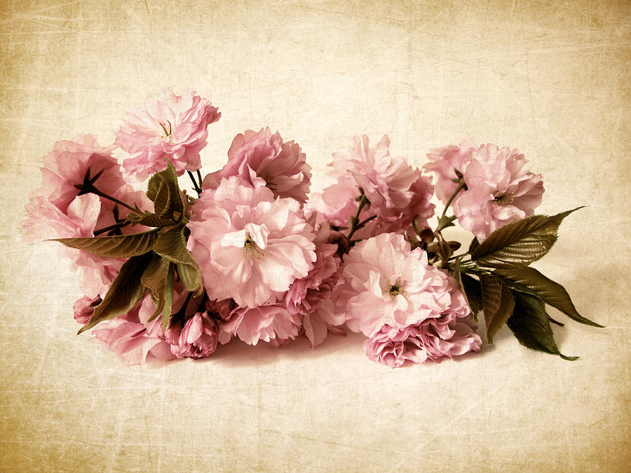 Still Life Blossom Photograph by Jessica Jenney