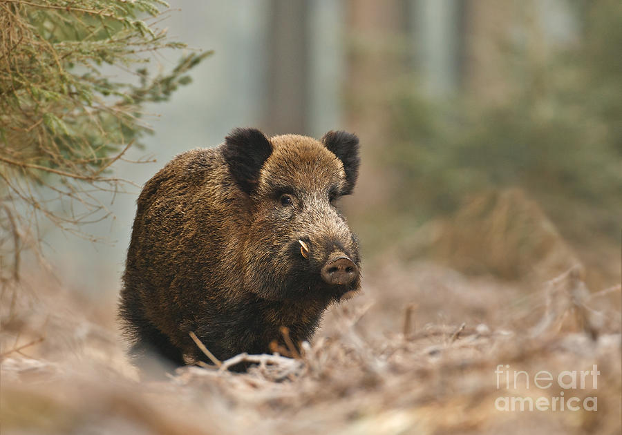 Winter Pyrography - Still life boar by Neil Burton