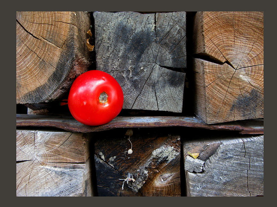 Still life composition - Tomato Red Point Photograph by Daliana Pacuraru