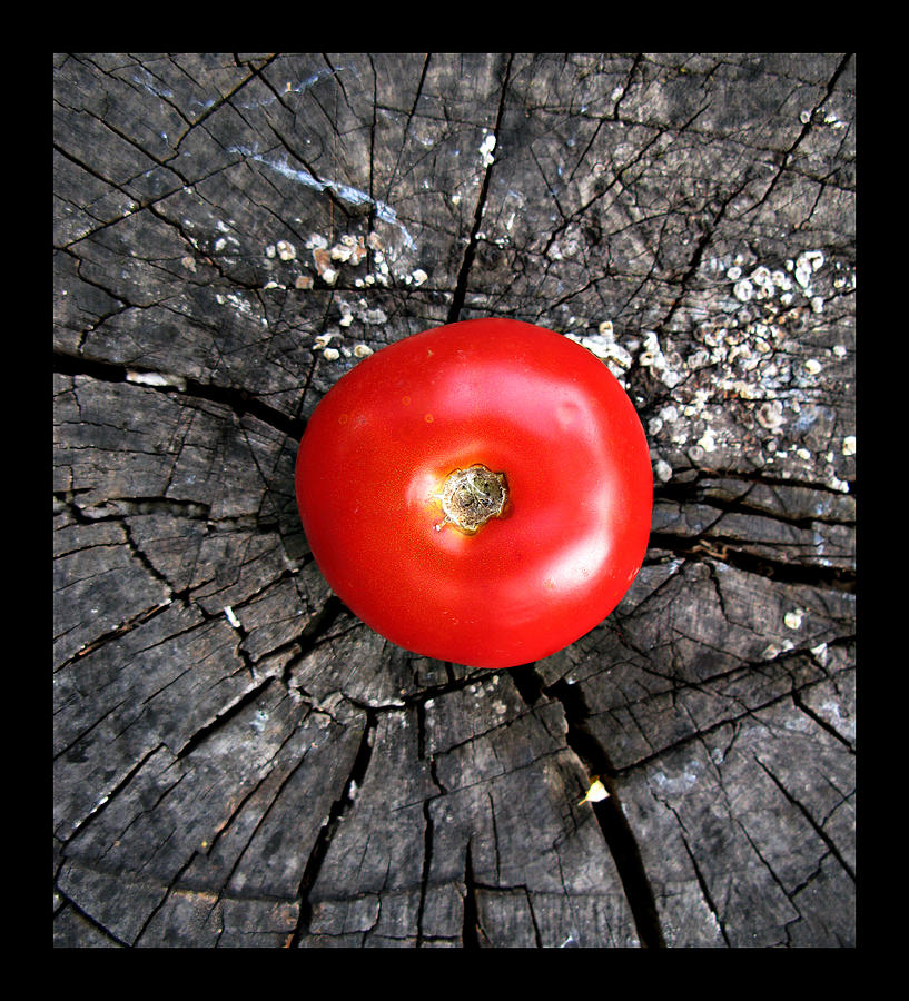 Still life composition - Tomato Red Point SQUARE Photograph by Daliana Pacuraru