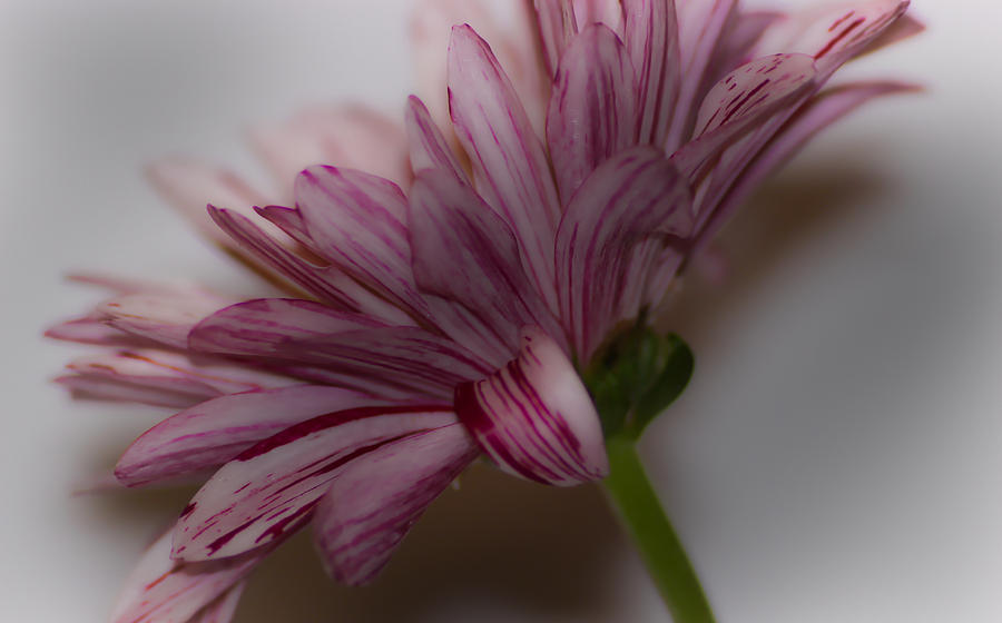 Flower Photograph - Still Life Flower by Martin Newman