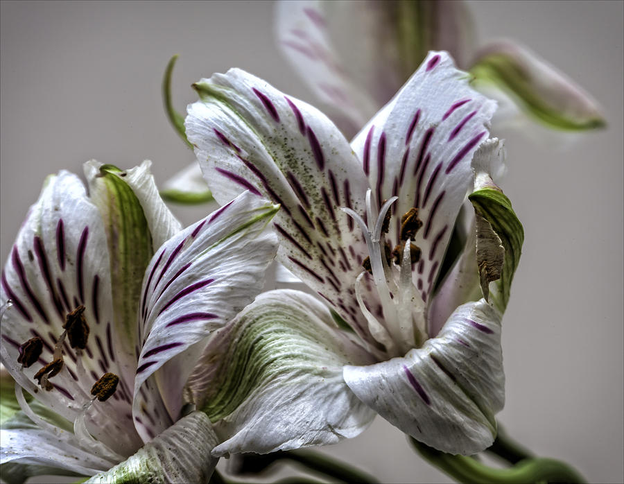 Still Life in White Purple and Green Photograph by Robert Ullmann