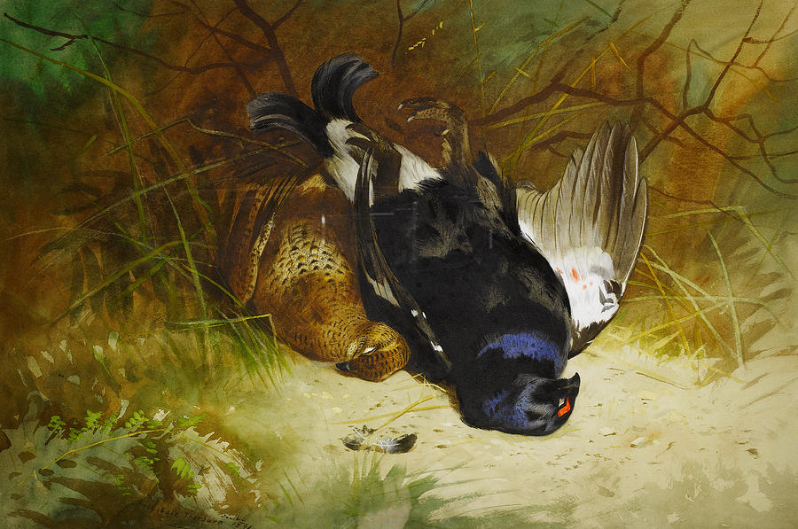 Nature Painting - Still life of a pair of Blackgame by Celestial Images
