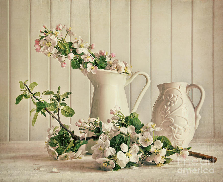 Still life of apple blossom flowers in vase Photograph by Sandra Cunningham