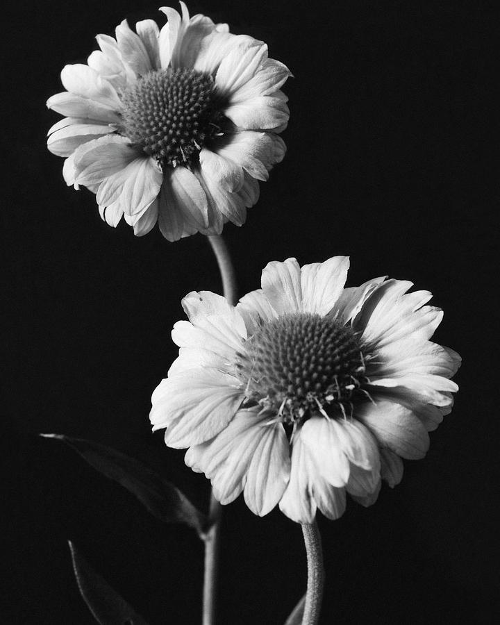 Still Life Of Flowers Photograph by J. Horace McFarland