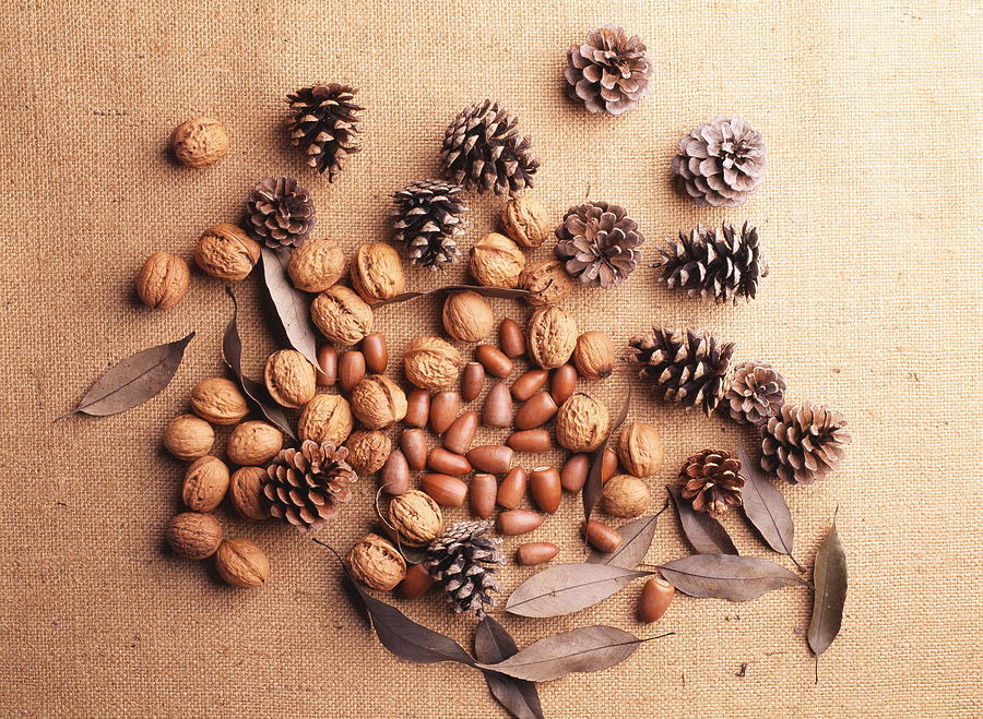 Still life of pine cones, walnuts and acorns Photograph by GYRO PHOTOGRAPHY/amanaimagesRF