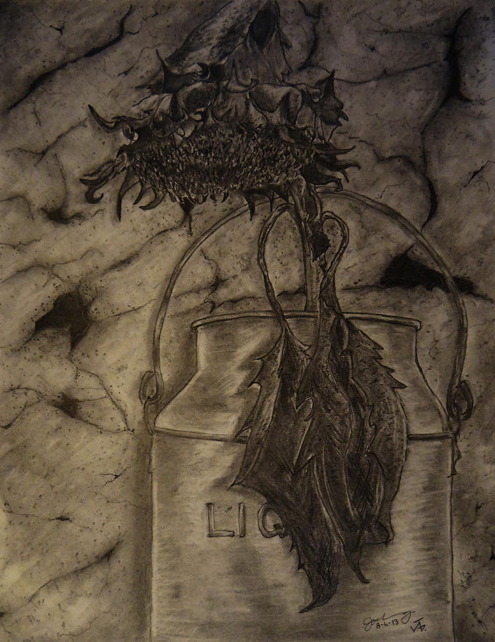 Still Life One Dried Sunflower In Metal Jug Drawing