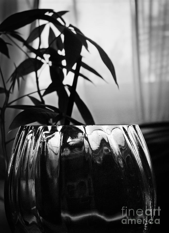 Still Life Plant and Glass Photograph by Ellen Cotton