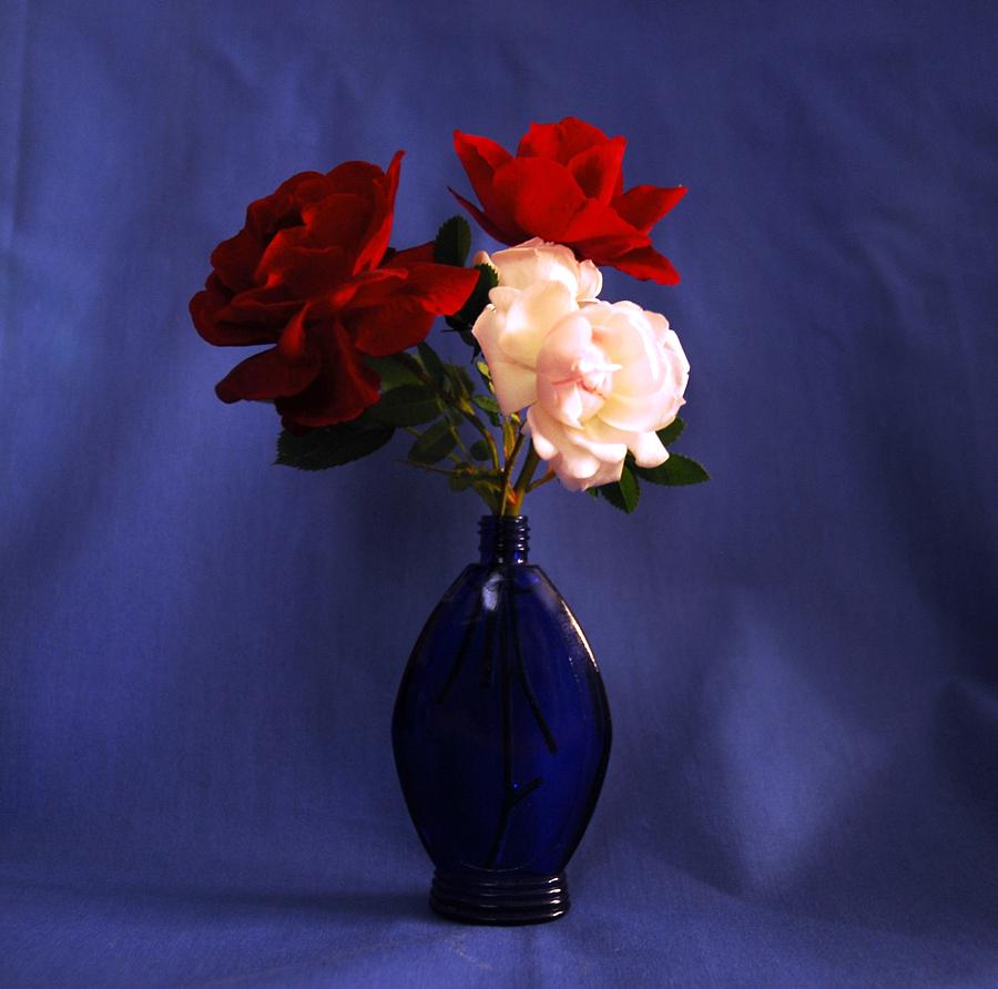 Still life red white and blue Photograph by Linda Covino - Fine Art America