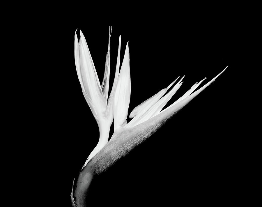 Still-life Shot Of A Bird Of Paradise Photograph by Panoramic Images