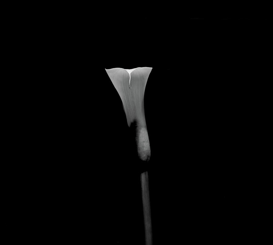 Still Life Shot Of Calla Lily Flower Photograph by Panoramic Images