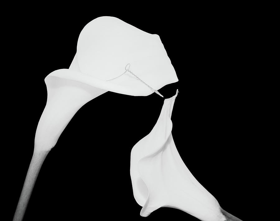 Still Life Shot Of Pierced Calla Lily Photograph by Panoramic Images