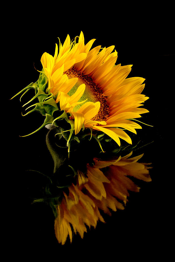 Still Life Photograph - Still Life Sunflower by Ness Welham