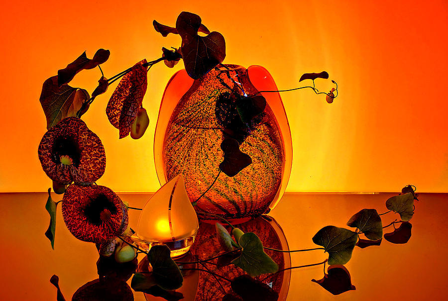 Still life with Aristolochia littoralis Photograph by Andrei SKY