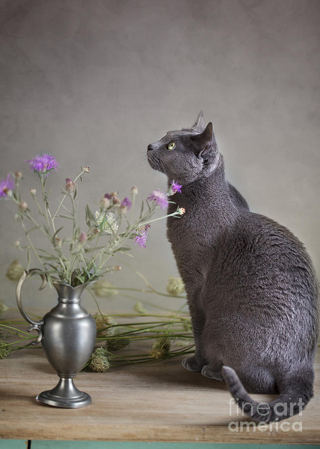Still Life With Cat Photograph