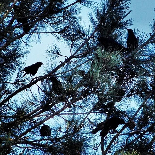 Nature Photograph - Still Life, With Crows by Michele Beere