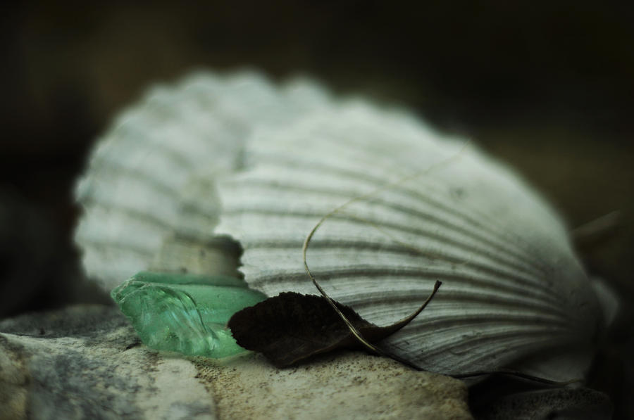 Still Life with Fossil Shells and Beach Glass Photograph by Rebecca Sherman