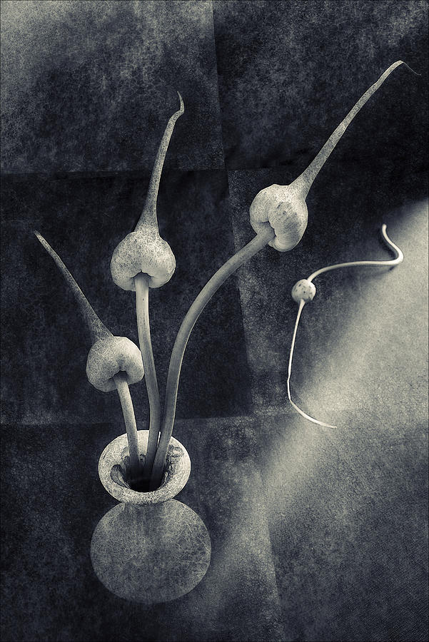 Still life with  garlic Digital Art by Sviatlana Kandybovich