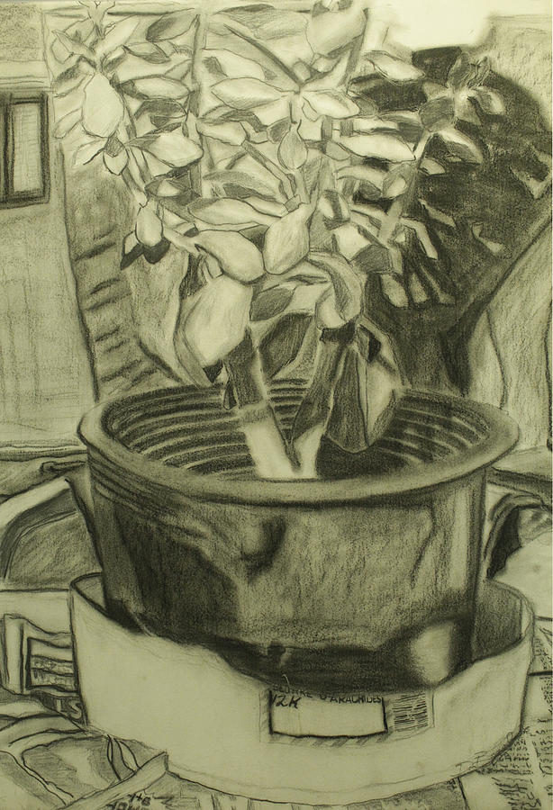 Still Life Drawing - Jade Plant by Donald K Burroughs