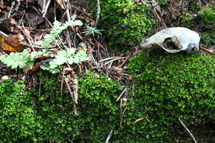 Still Life with Moss and Squirrel Skull Photograph by Ric Bascobert