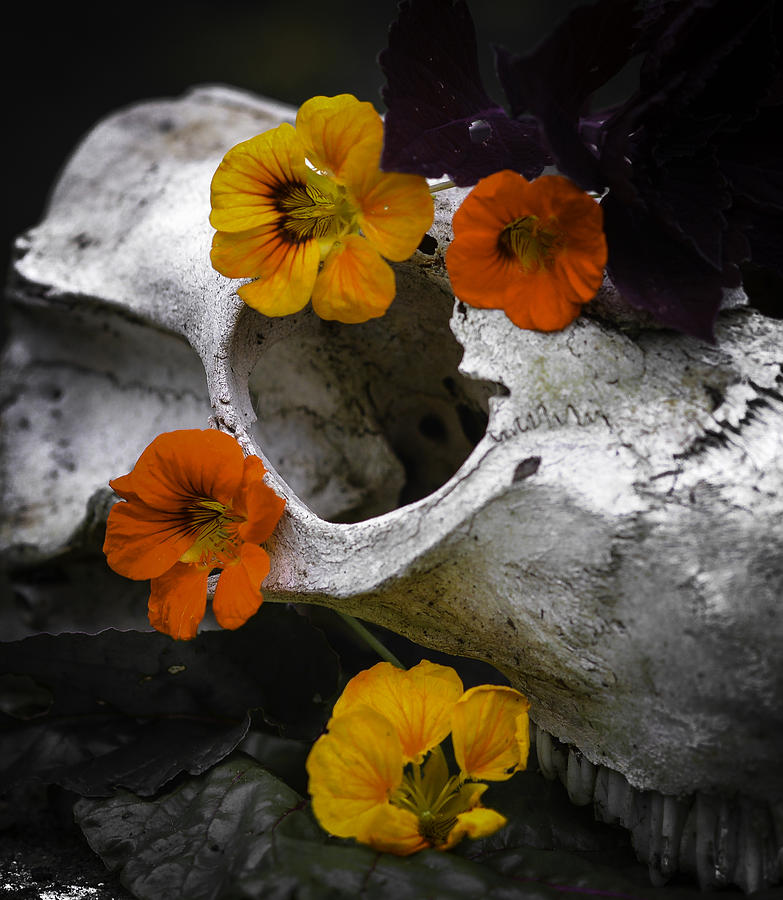 Still Life With Nasturtiums XI Photograph by Ronda Broatch