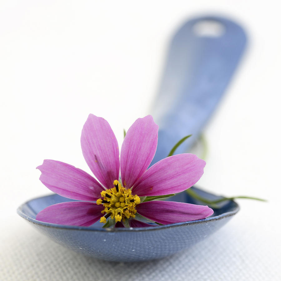 Still Life Photograph - Still Life With Pink Flower On A Blue Spoon by Frank Tschakert