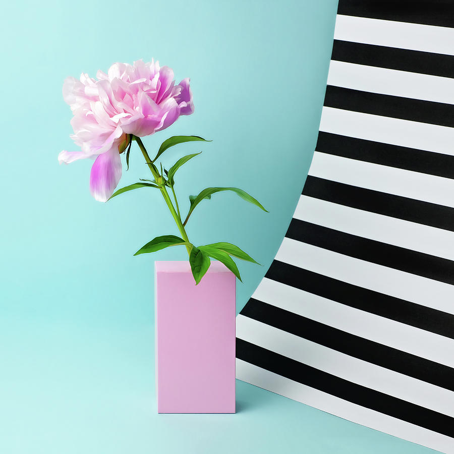 Still Life With Pink Peony And Striped Photograph by Juj Winn Still Life With Pink Peony And Striped Photograph by Juj Winn