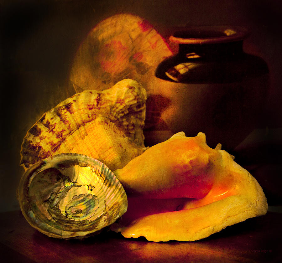 Still Life With Shells Photograph by Theresa Tahara