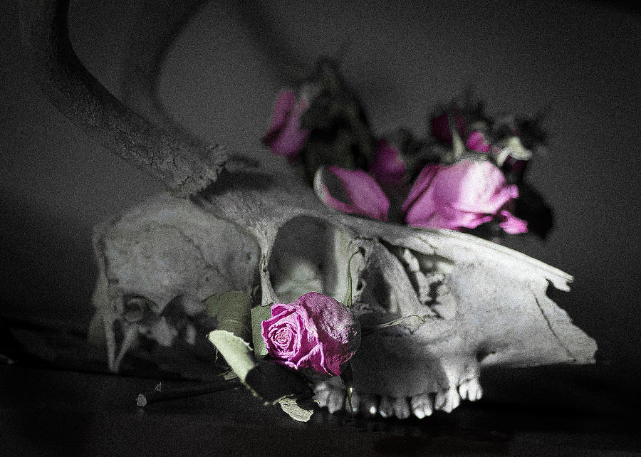 Still Life with Skull and Pink Roses Photograph by Ronda Broatch