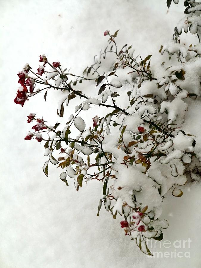 Still Snowing Photograph by Phyllis Kaltenbach