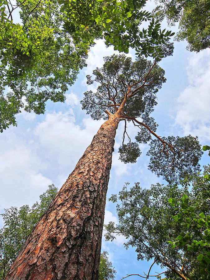 Still Standing Tall - Pine Tree Photograph by Gill Billington