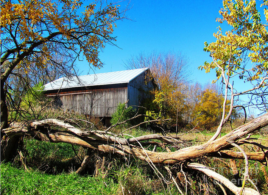 Barn Photograph - Framed By Fallen Trees by Tina M Wenger