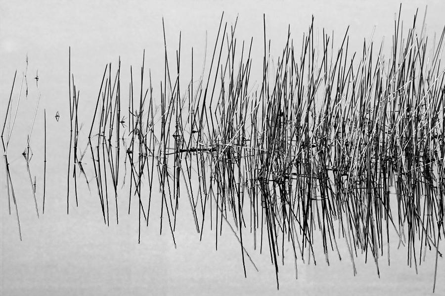 Still Water and Grasses Painted BW  Photograph by Rich Franco